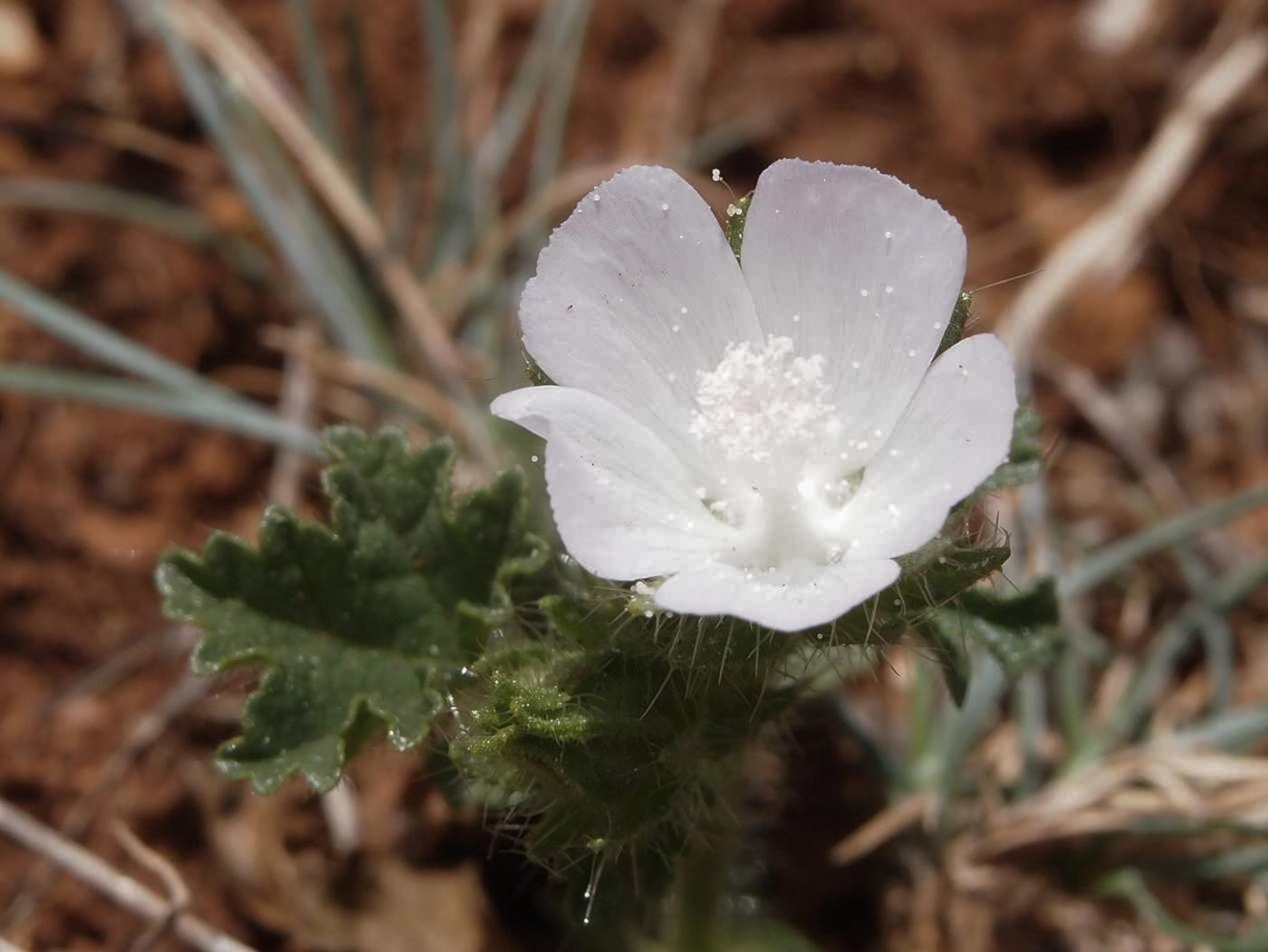 Mallow, Hairy flower